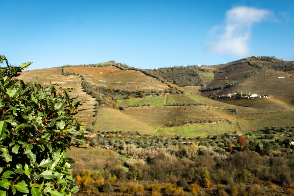 hillside vineyards in douro valley portugal